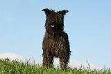 BOUVIER DES ARDENNES 311